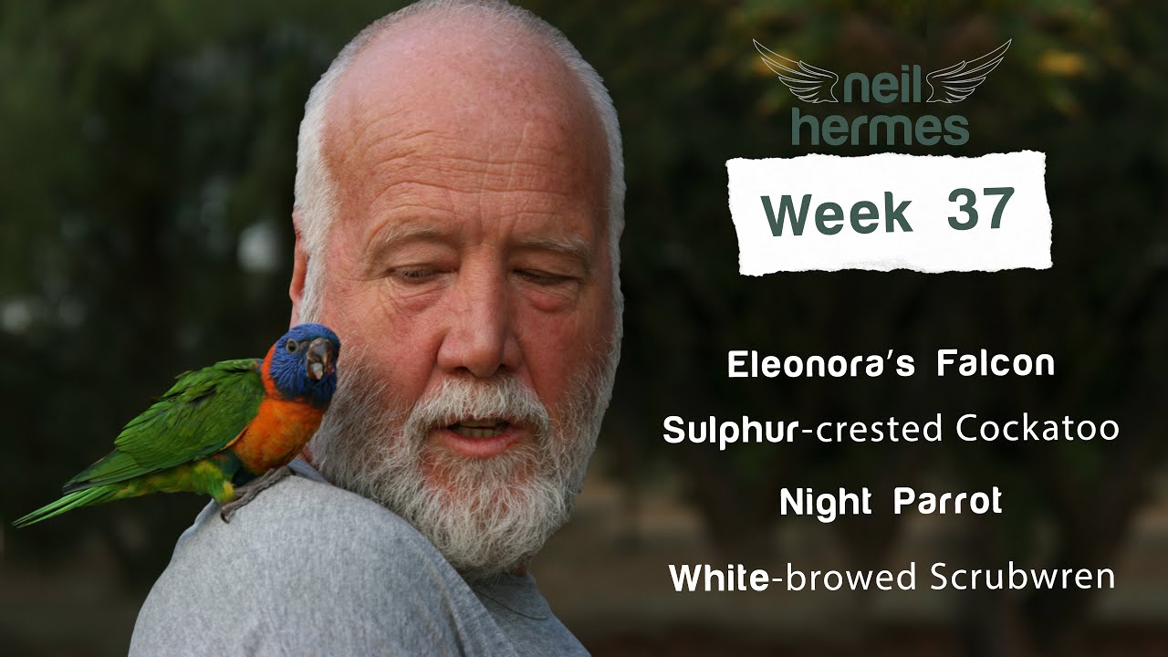 Neil Hermes Weekly Bird Wrap Week 37 Blog Featured Image