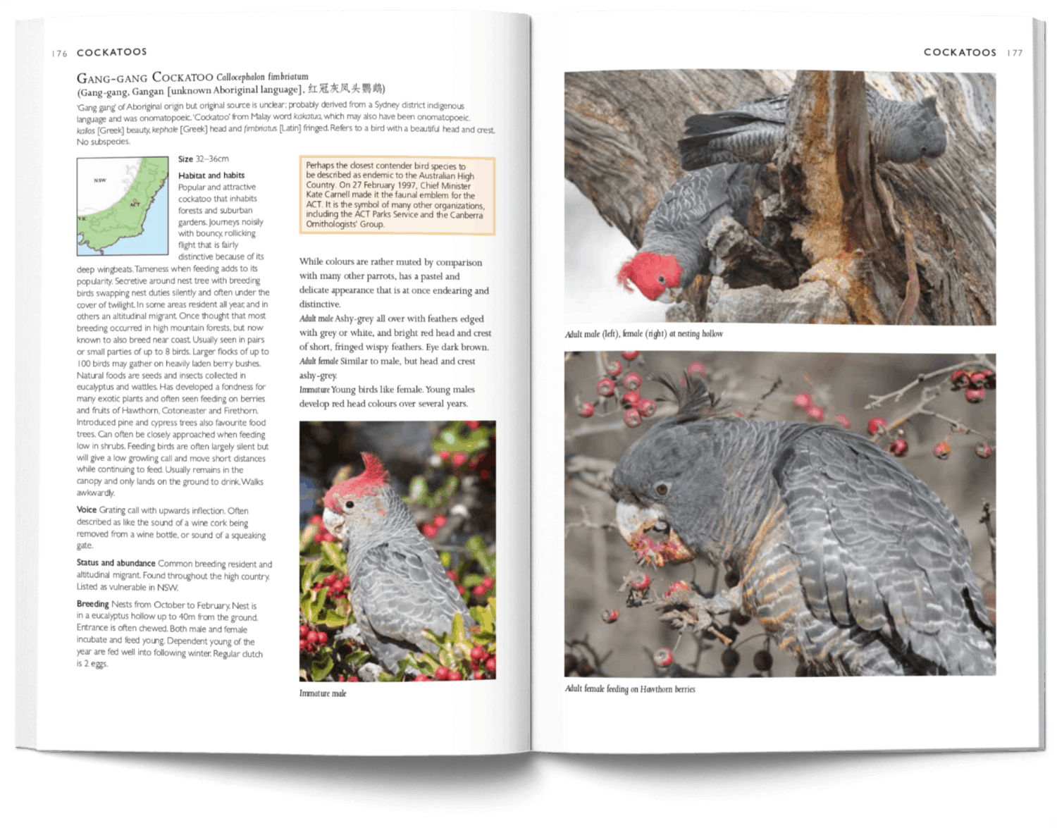 A Photographic Field Guide to the Birds of Canberra pages 176-177