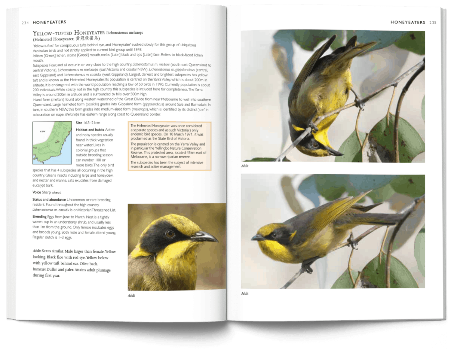 A Photographic Field Guide to the Birds of Canberra page 234-235