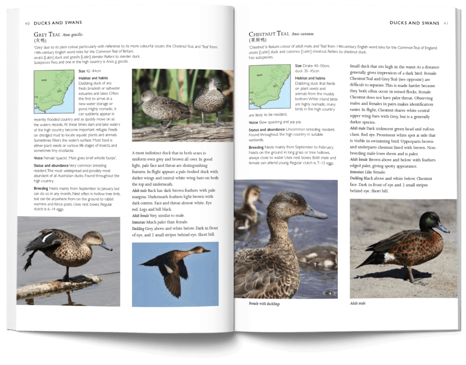 A Photographic Field Guide to the Birds of Canberra pages 40-41