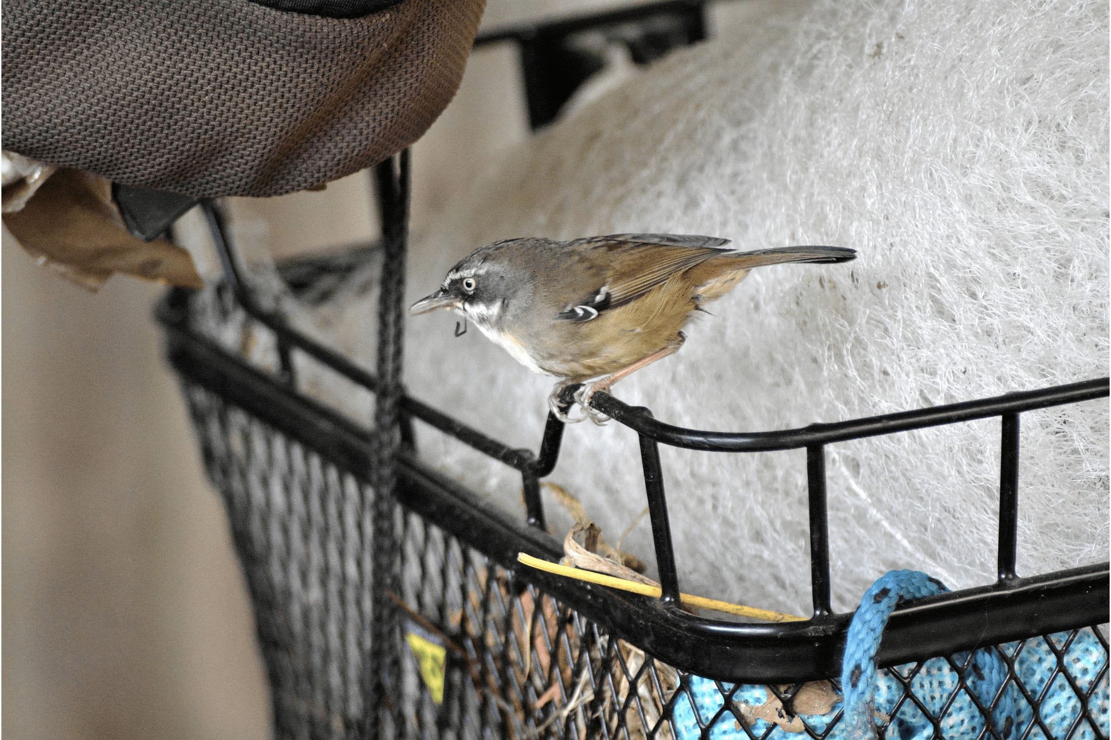 White browed Scrubwrens