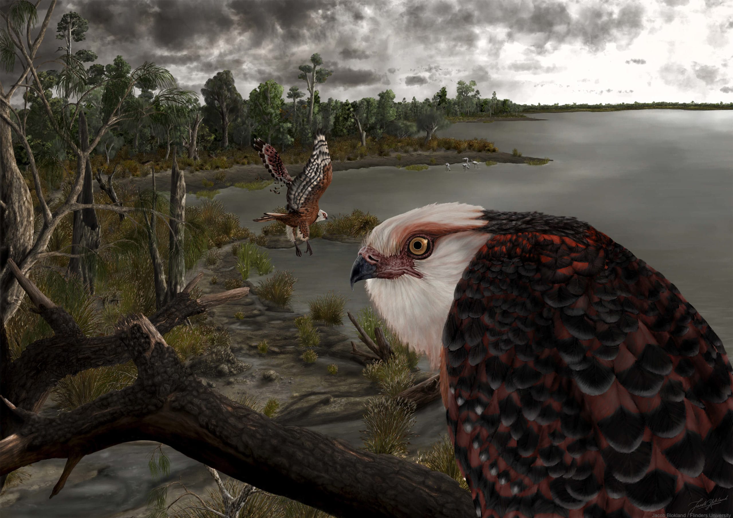 1 The Giant Forest Hawk scaled