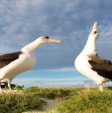 Laysan Albatross​