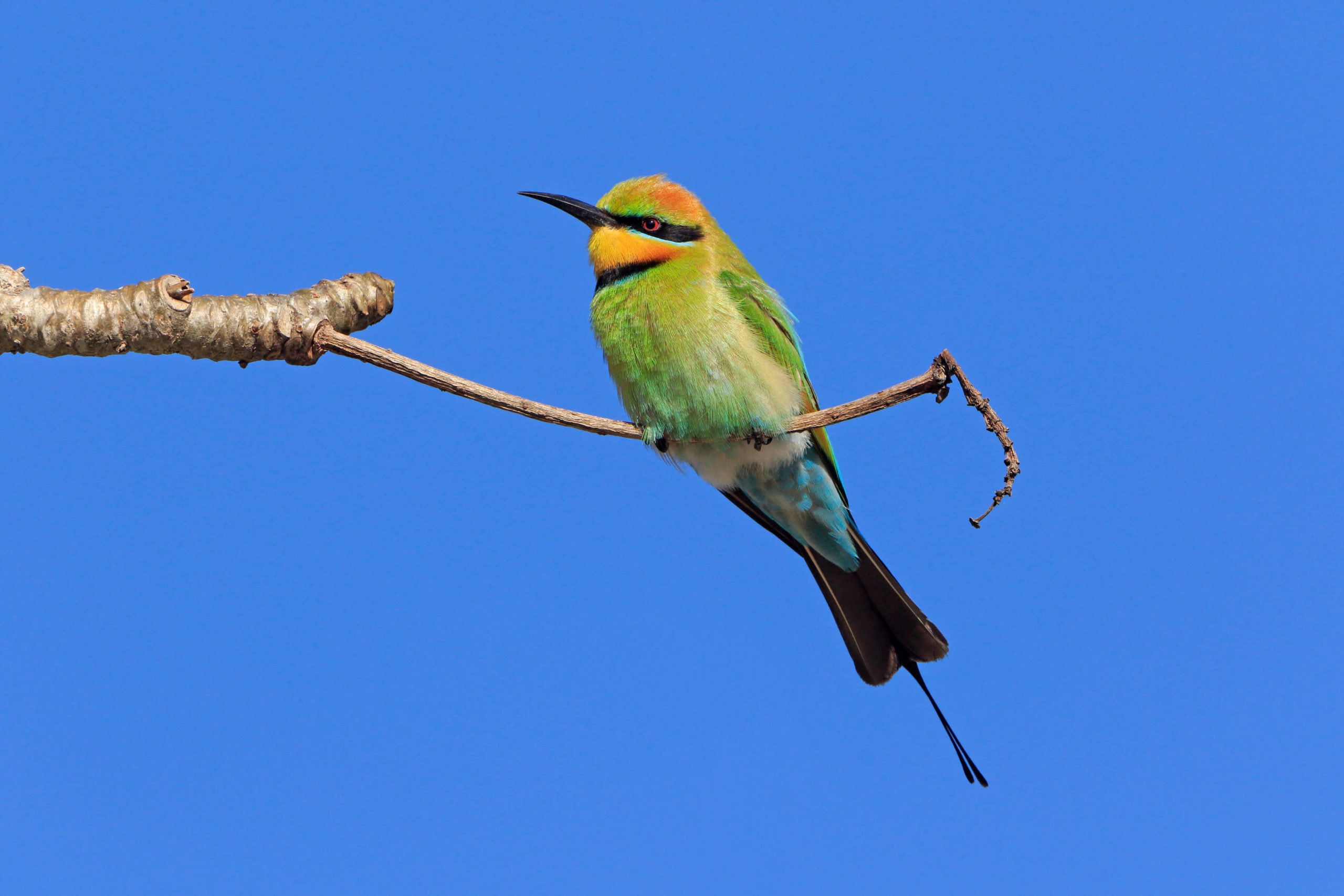 The Giant Forest Hawl, Gang-gang Cockatoo, Rainbow Bee-eater & Ivory-billed Woodpecker | WBW Week 39 2 2 Rainbow bee eater 1 1 scaled