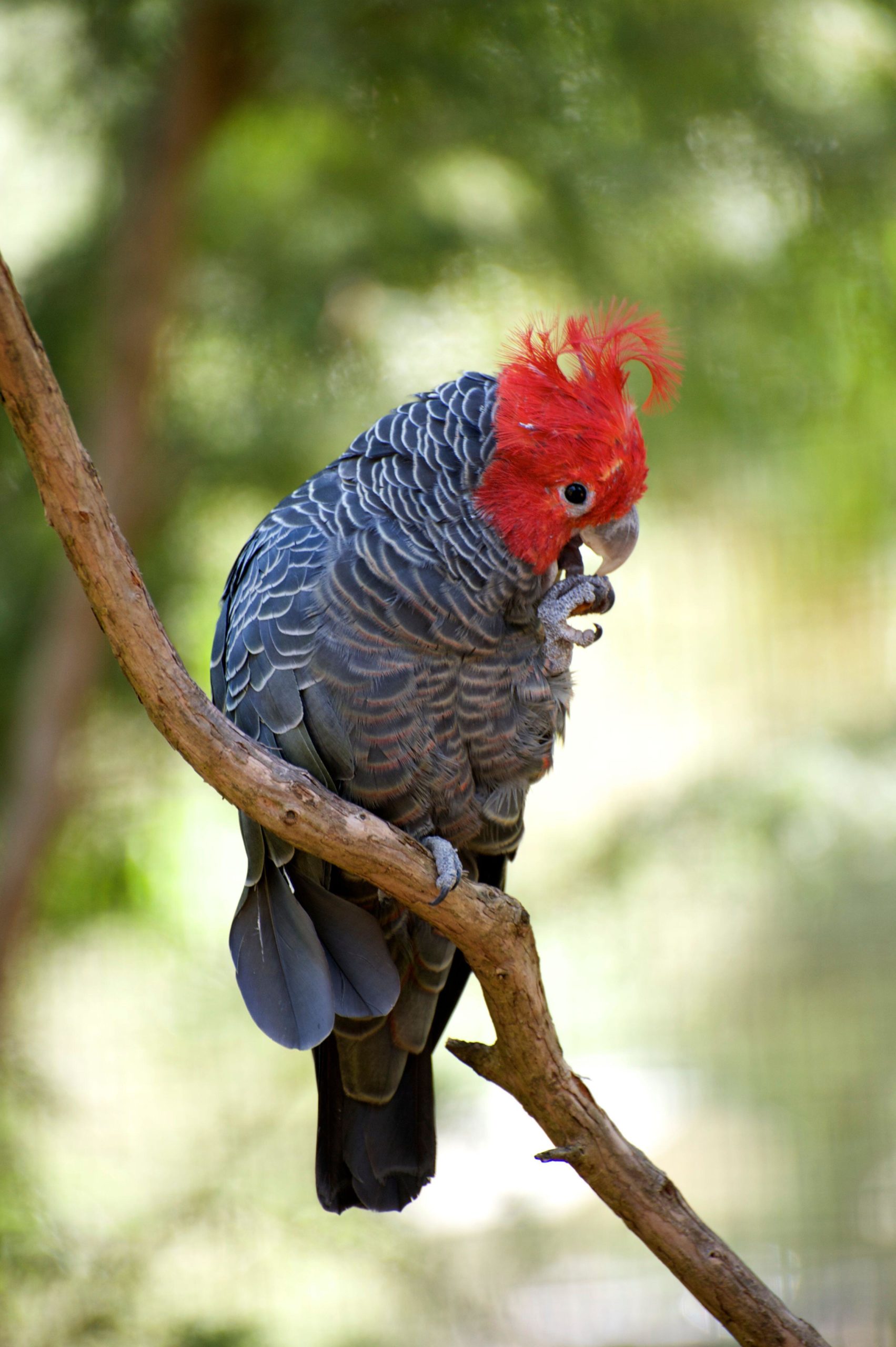 The Giant Forest Hawl, Gang-gang Cockatoo, Rainbow Bee-eater & Ivory-billed Woodpecker | WBW Week 39 3 3 Gang gang Cockatoo scaled
