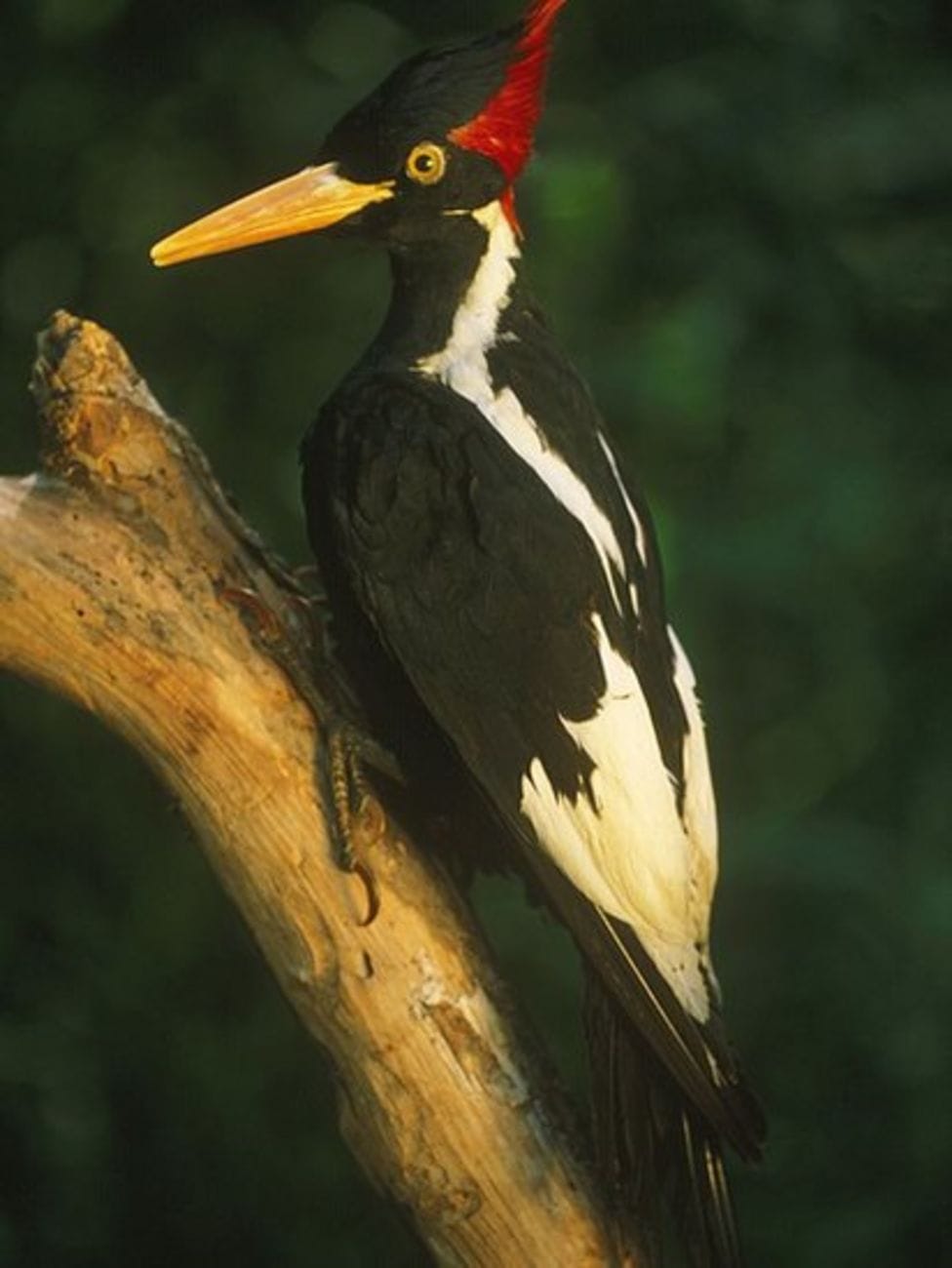 4 Ivory billed Woodpecker
