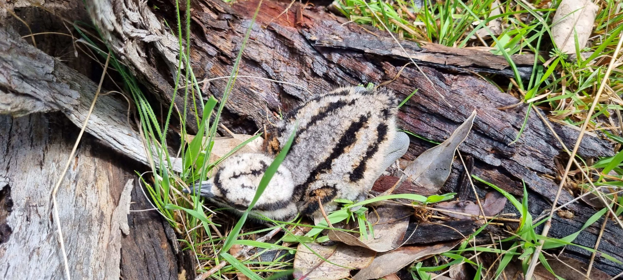 The Australian Raven, Bush Stone-curlew, Roadrunner, and Birding in Molongolo River | WBW Week 40 1 Baby curlew from the hatching Marc Layton scaled