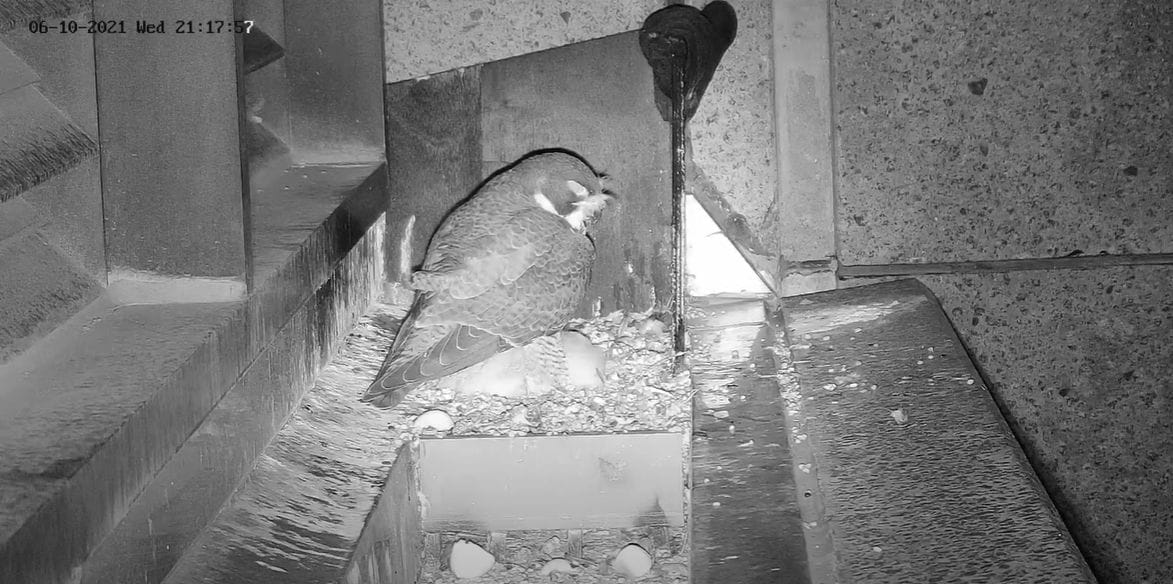 Bird Eating