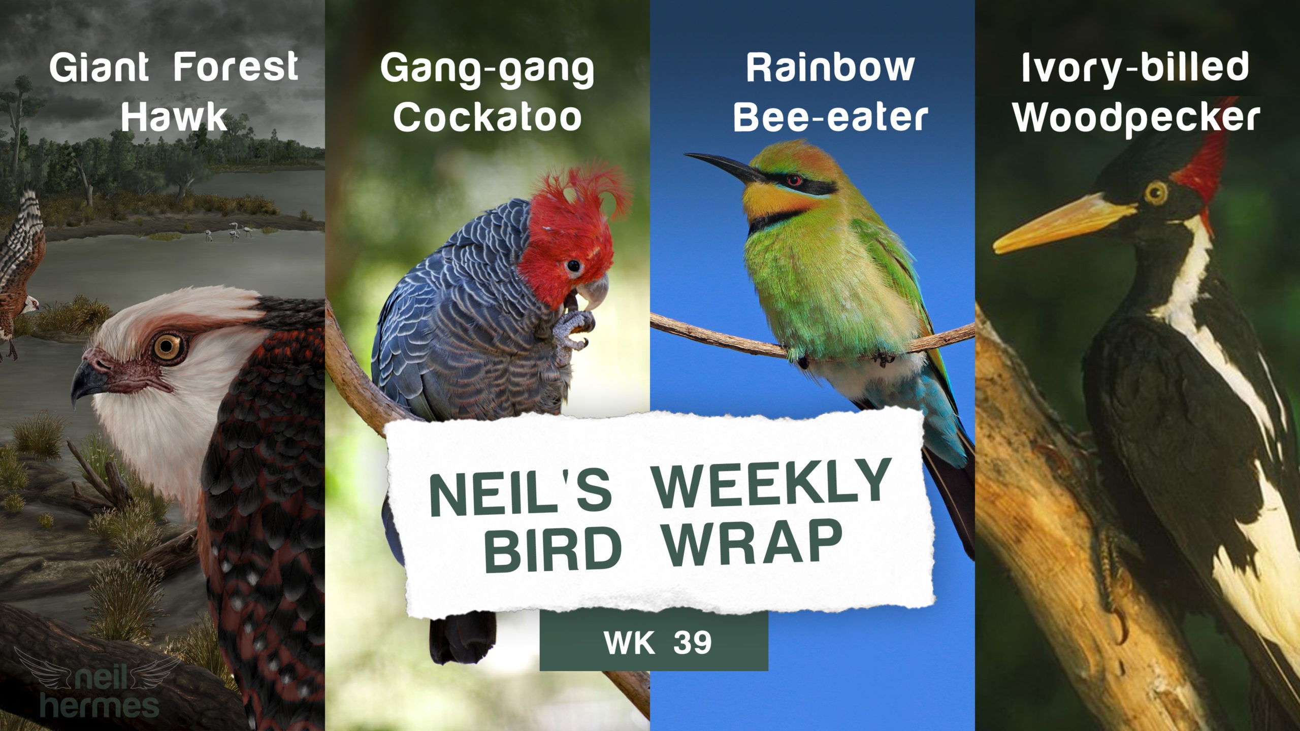 Neil Hermes Weekly Bird Wrap Week 39 Blog Featured Image