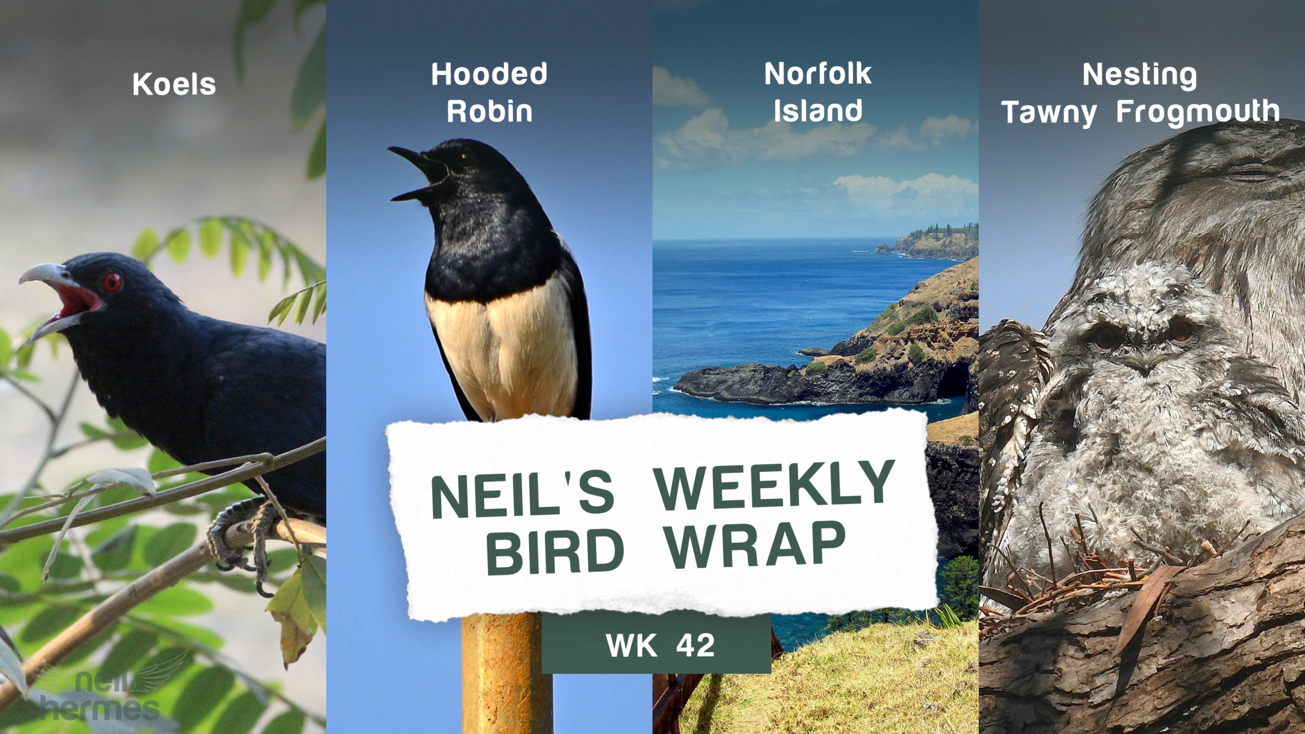 Neil Hermes Weekly Bird Wrap Week 42 Blog Featured Image