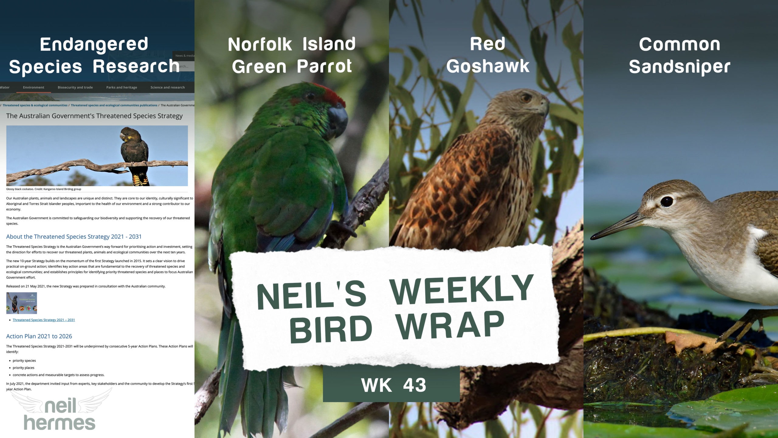 Neil Hermes Weekly Bird Wrap Week 43 Blog Featured Image