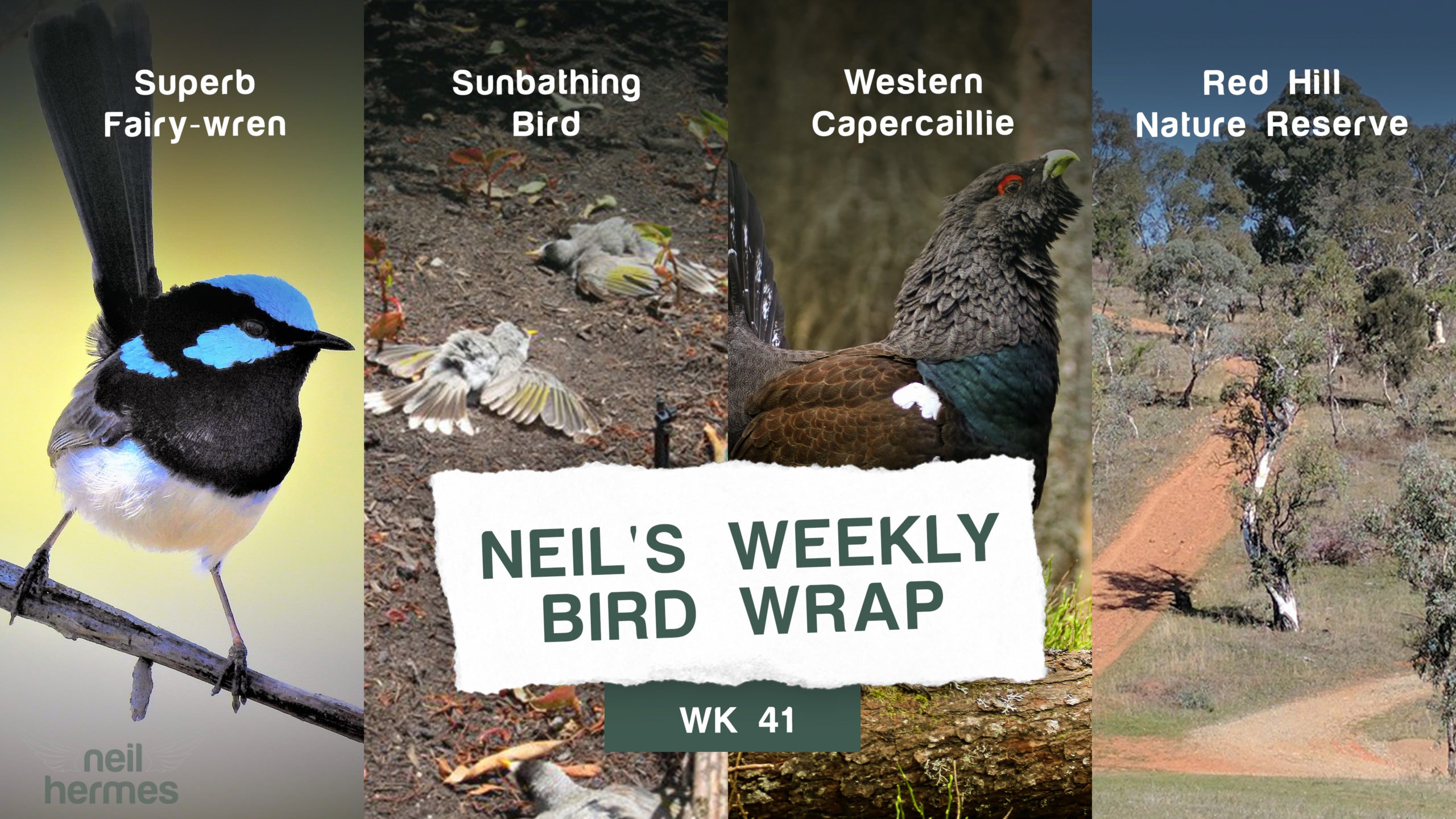 Neil Hermes Weekly Bird Wrap Week 40 Blog Featured Image