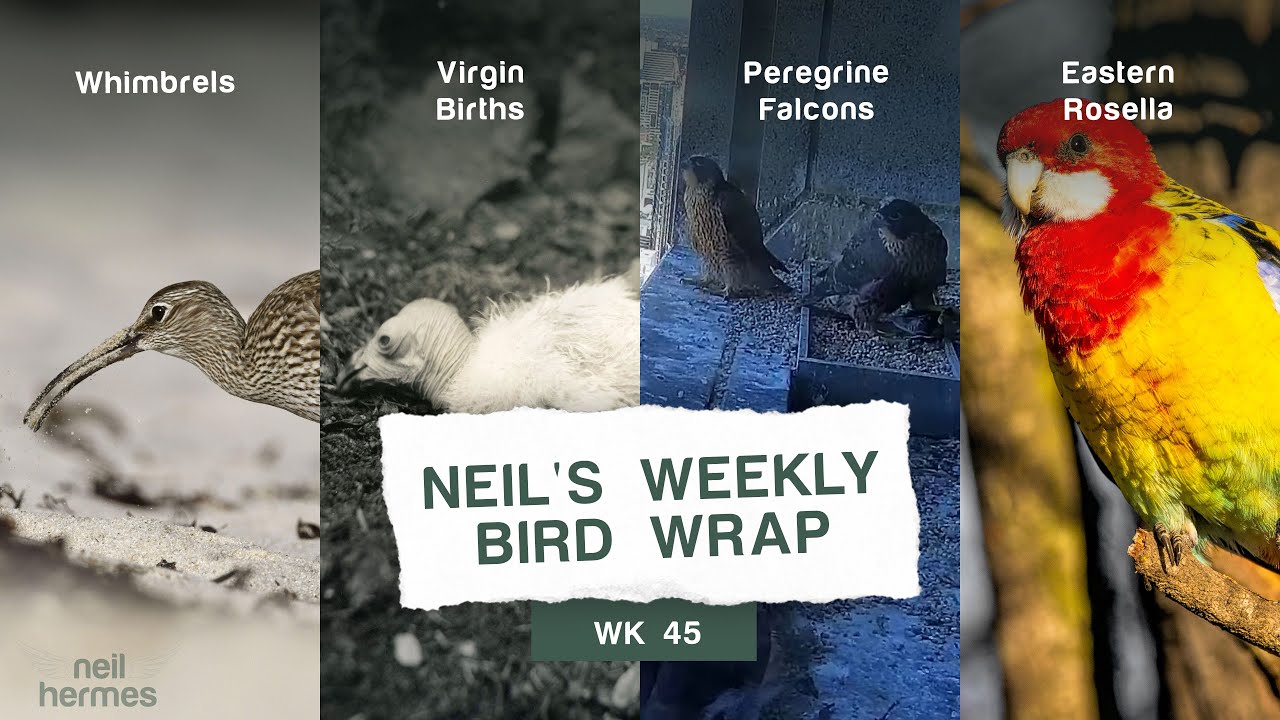Neil Hermes Weekly Bird Wrap Week 45 Blog Featured Image