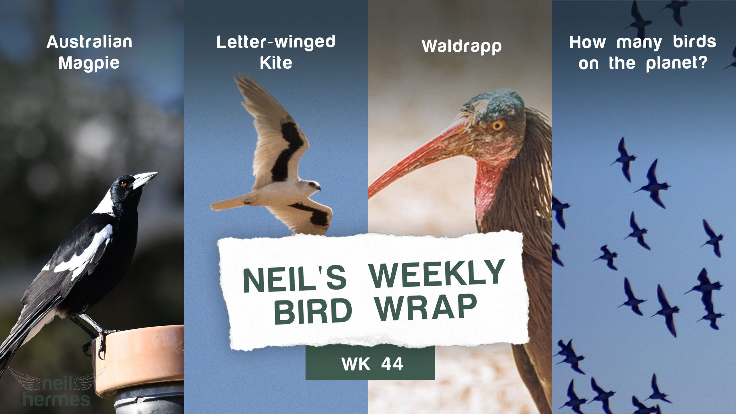 Neil Hermes Weekly Bird Wrap Week 44 Blog Featured Image