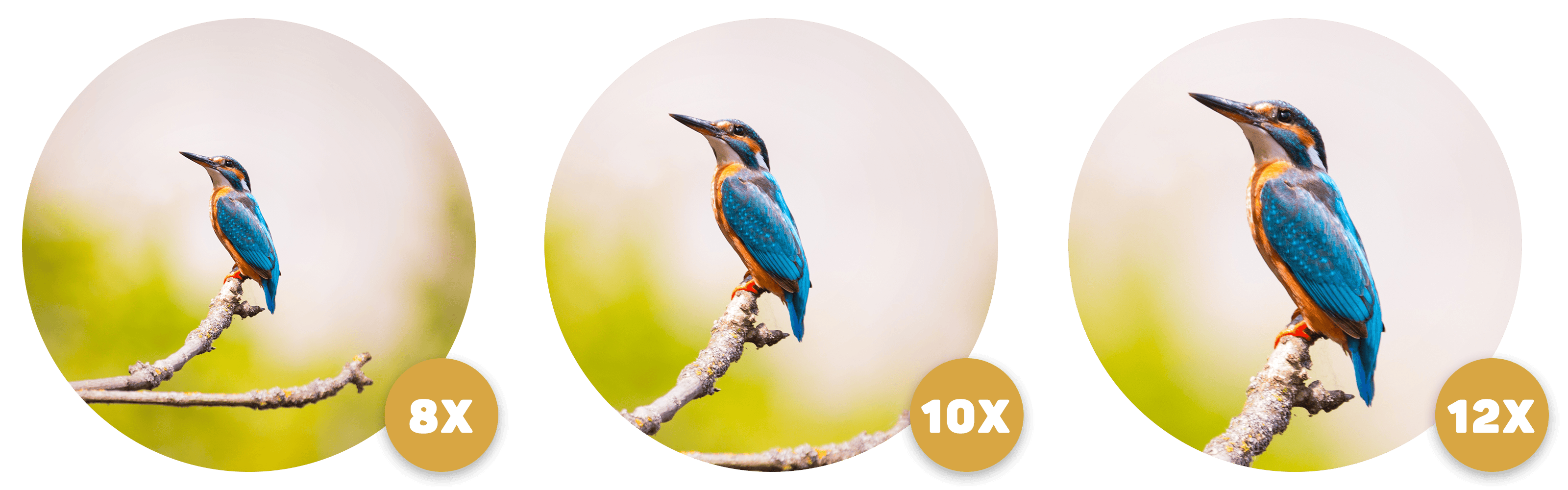 Tips & Guides: Selecting Your First Pair Of Binoculars For Birdwatching | Neil Hermes 1 The right magnification of the binocular