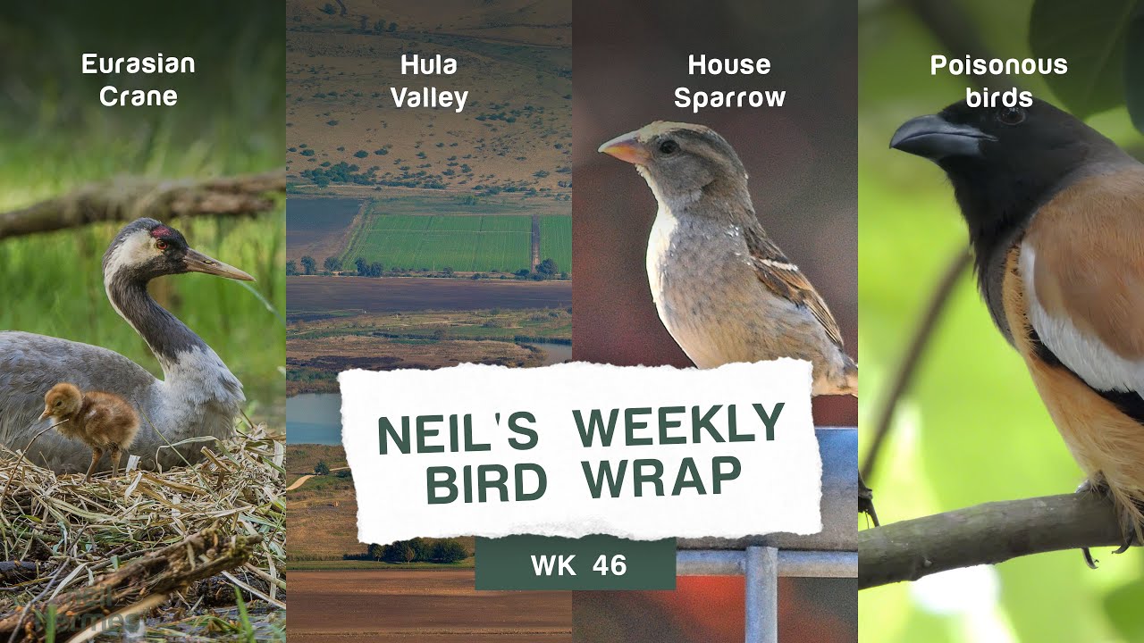 Neil Hermes Weekly Bird Wrap Week 46 Blog Featured Image