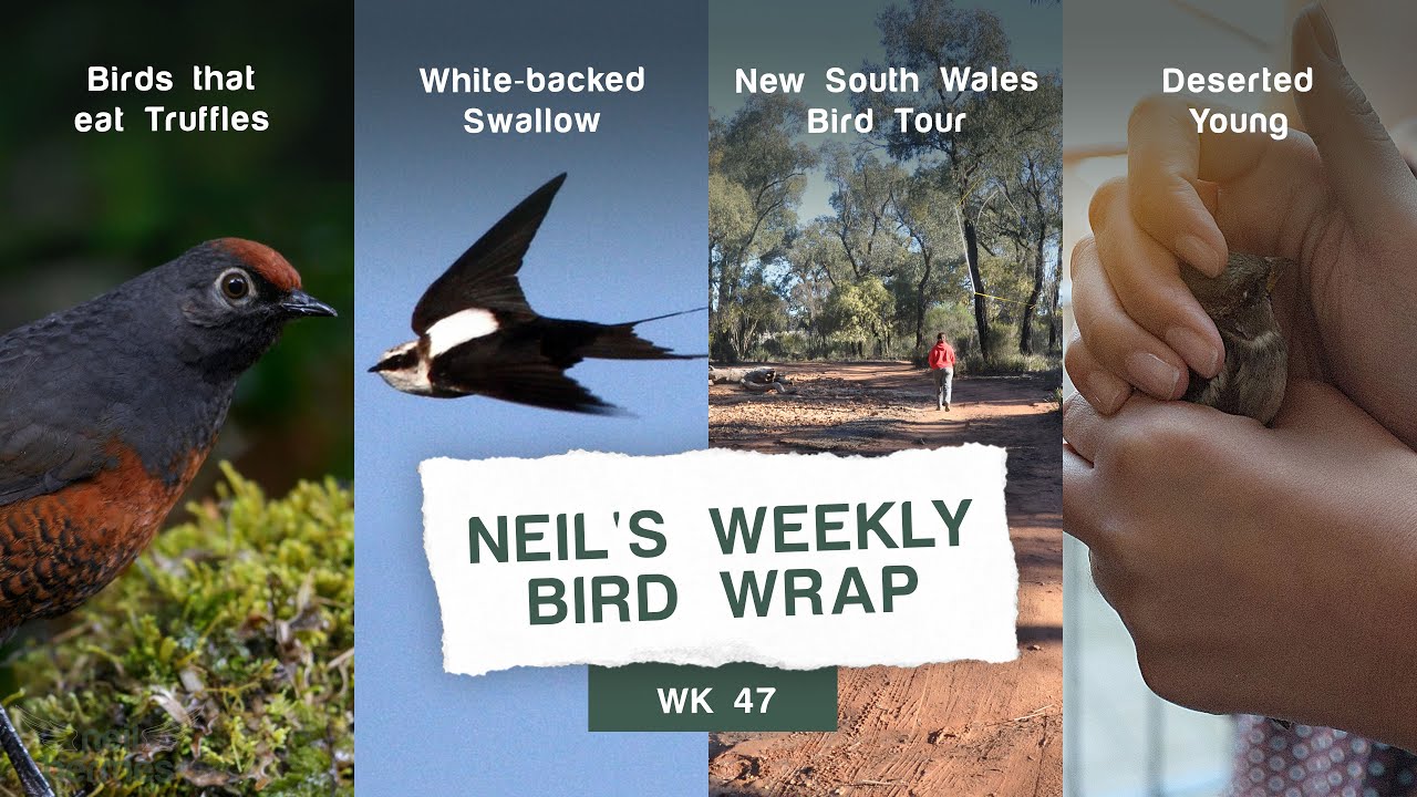 Neil Hermes Weekly Bird Wrap Week 47 Blog Featured Image