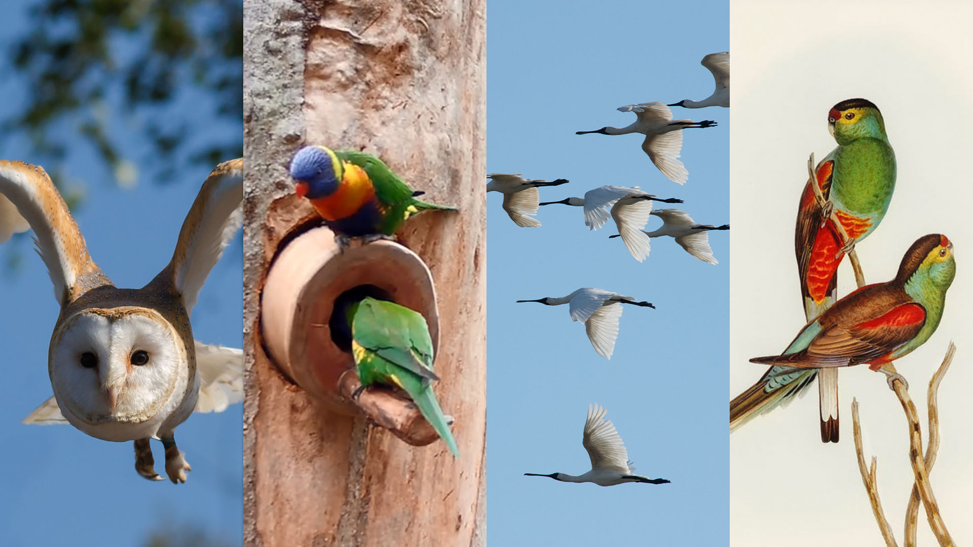 Neil Hermes Weekly Bird Wrap Week 49 Blog Featured Image