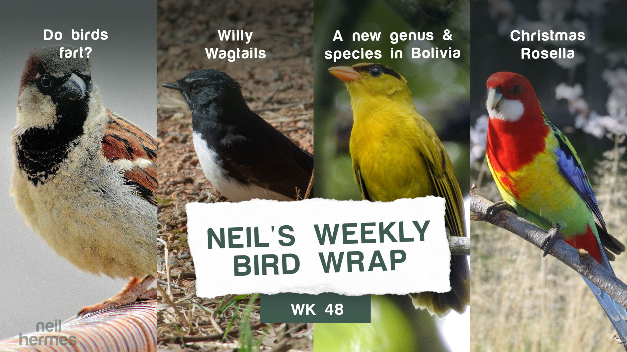 Neil Hermes Weekly Bird Wrap Week 48 Blog Featured Image
