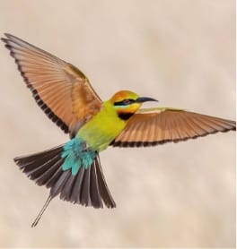 Australia's Rainbow bee-eater