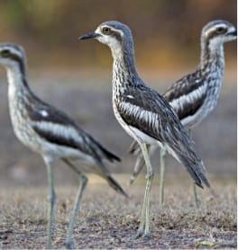How do birds communicate