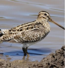 Australia Latham's Snipe