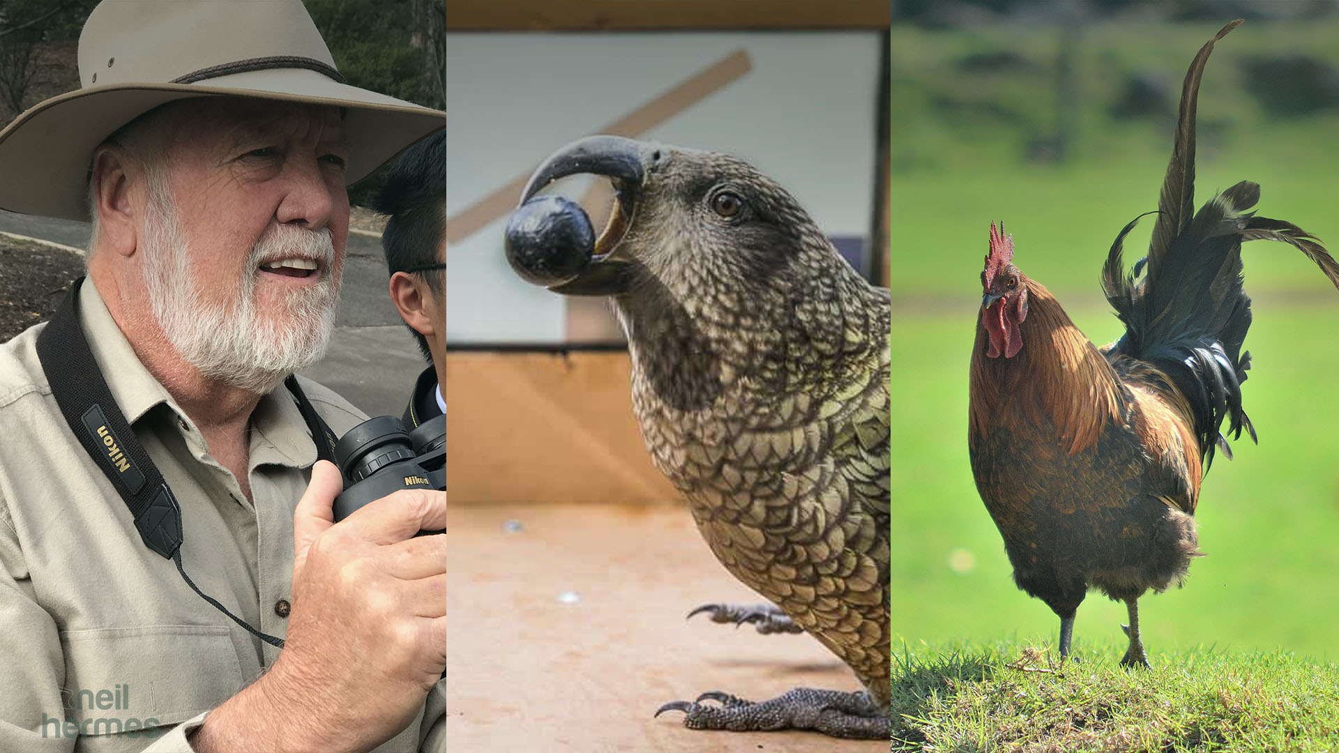 Neil Hermes Weekly Bird Wrap S2 E1 Blog Featured Image