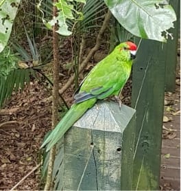 Norfolk Parrots