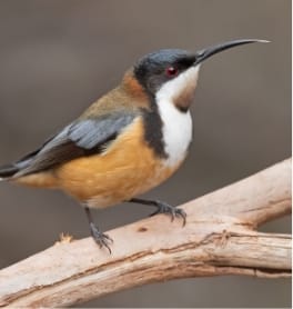 Acanthorhynchus