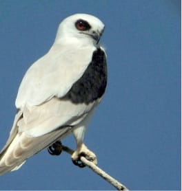 Letter-winged kite