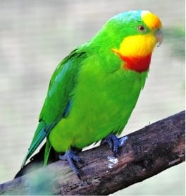 Superb Parrot