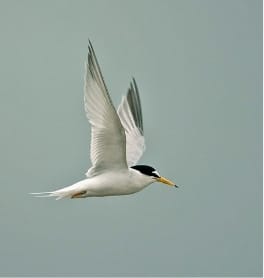 Letter-winged kite