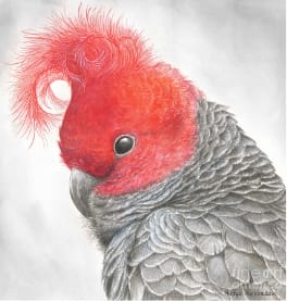 Redhead Gang-gang Cockatoo