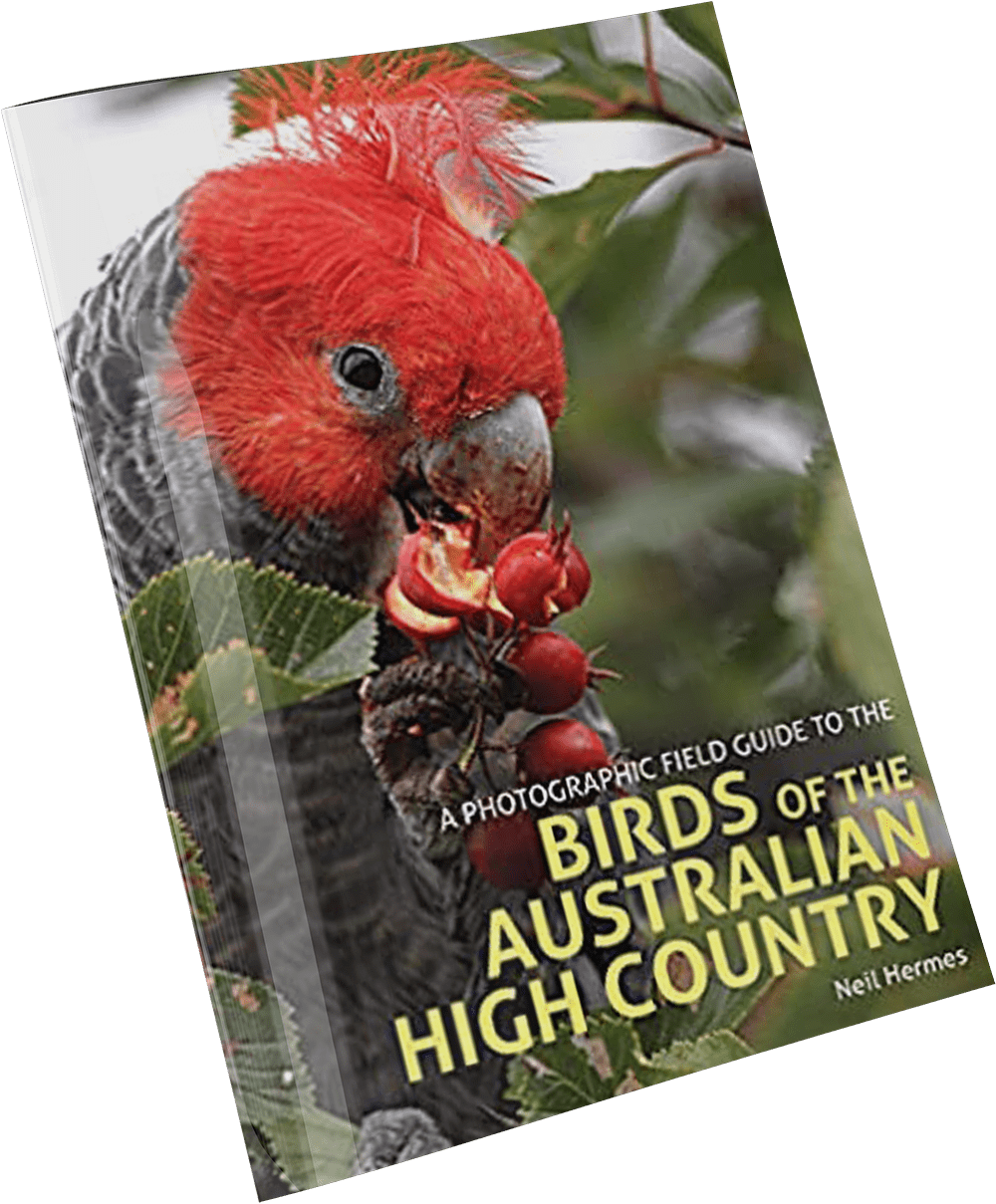 A Photographic Field Guide to the Birds of the Australian High Country ...