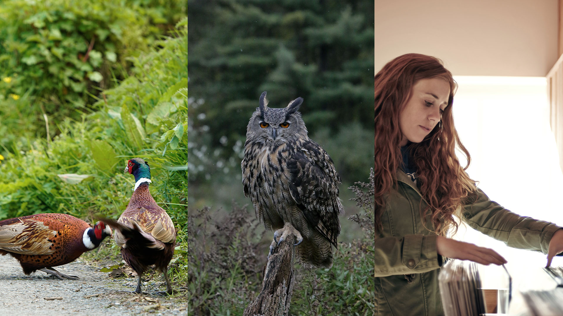 The Weekly Bird Wrap by Neil Hermes Season 2 Episode 03