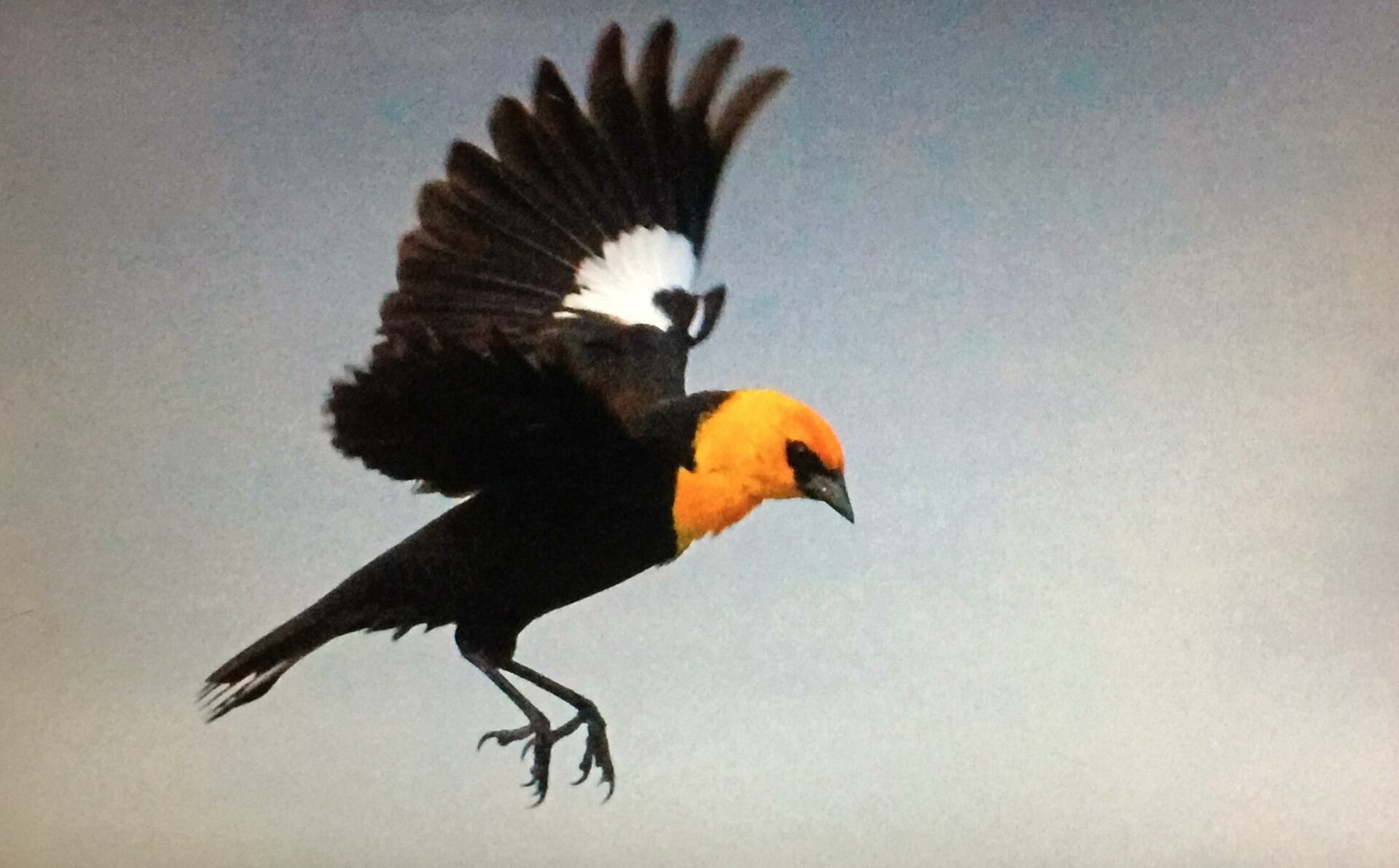 Blackbirds Plunging from the Sky