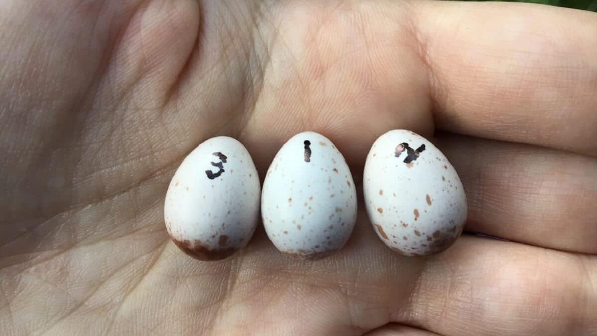 Egg recognition