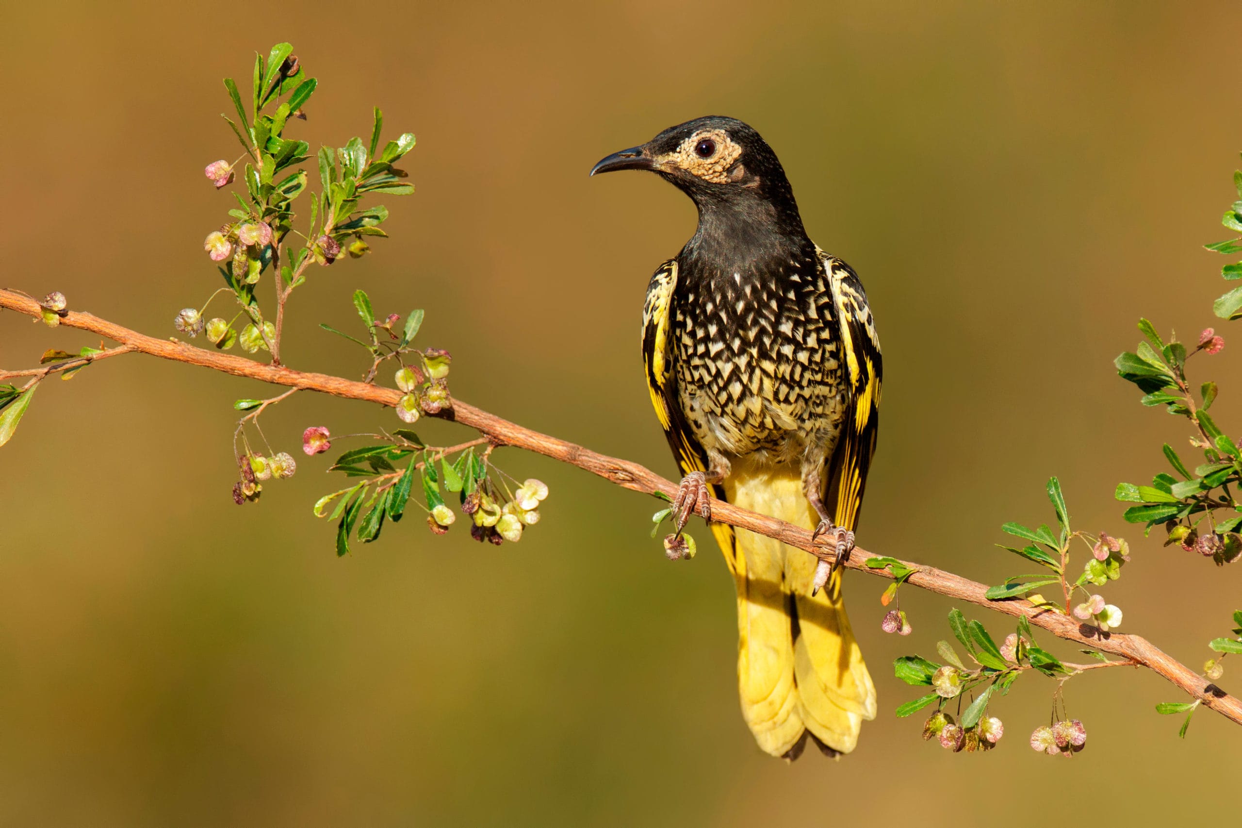 Endangered Regent Honeyeaters scaled