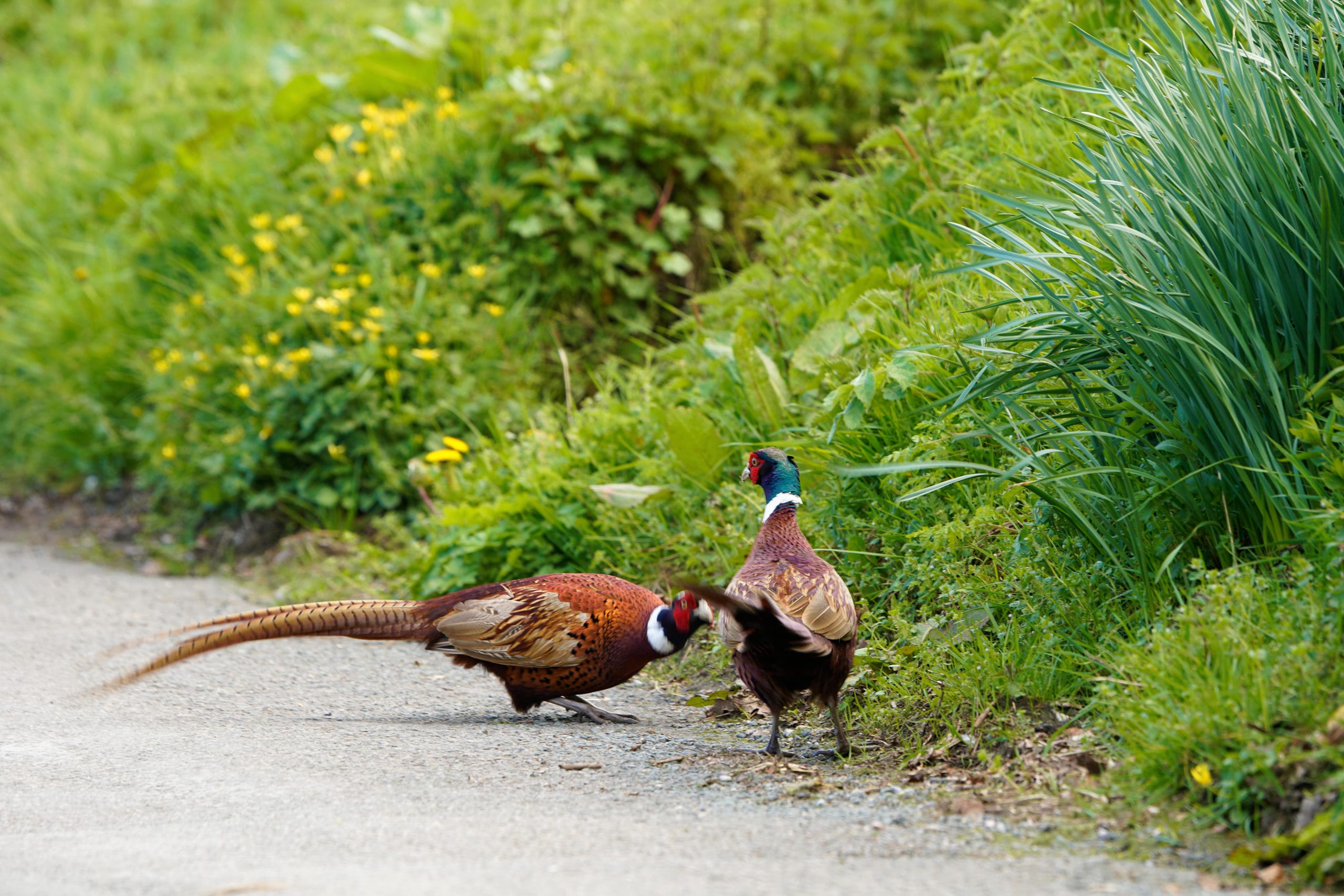 Hot headed pheasants scaled
