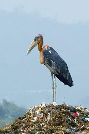 The Greater Adjutant