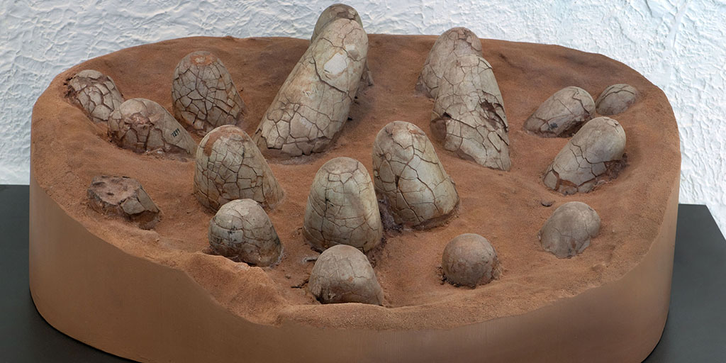 Dinosaur and Modern Birds in Gobi Desert, Chile’s Migrant Birds, and Migrant Birds in Asia | WBW S2 EP06 1 dinosaur egg
