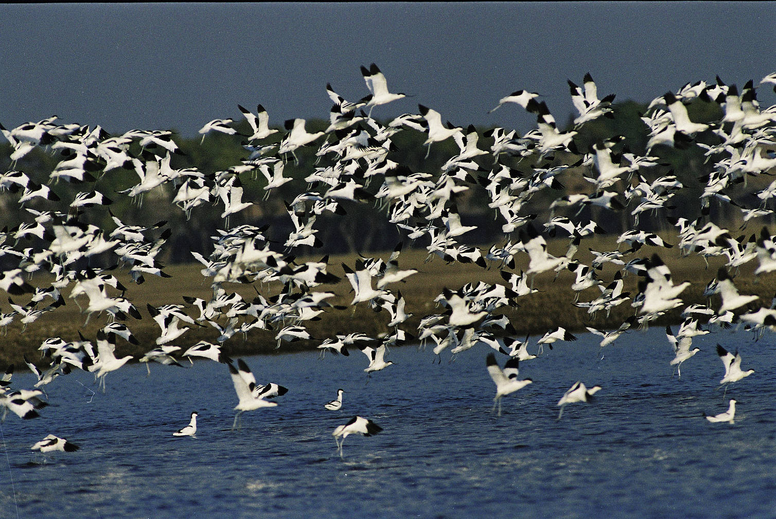 Dinosaur and Modern Birds in Gobi Desert, Chile’s Migrant Birds, and Migrant Birds in Asia | WBW S2 EP06 3 original ww1108619 yifei zhang wwf 716448