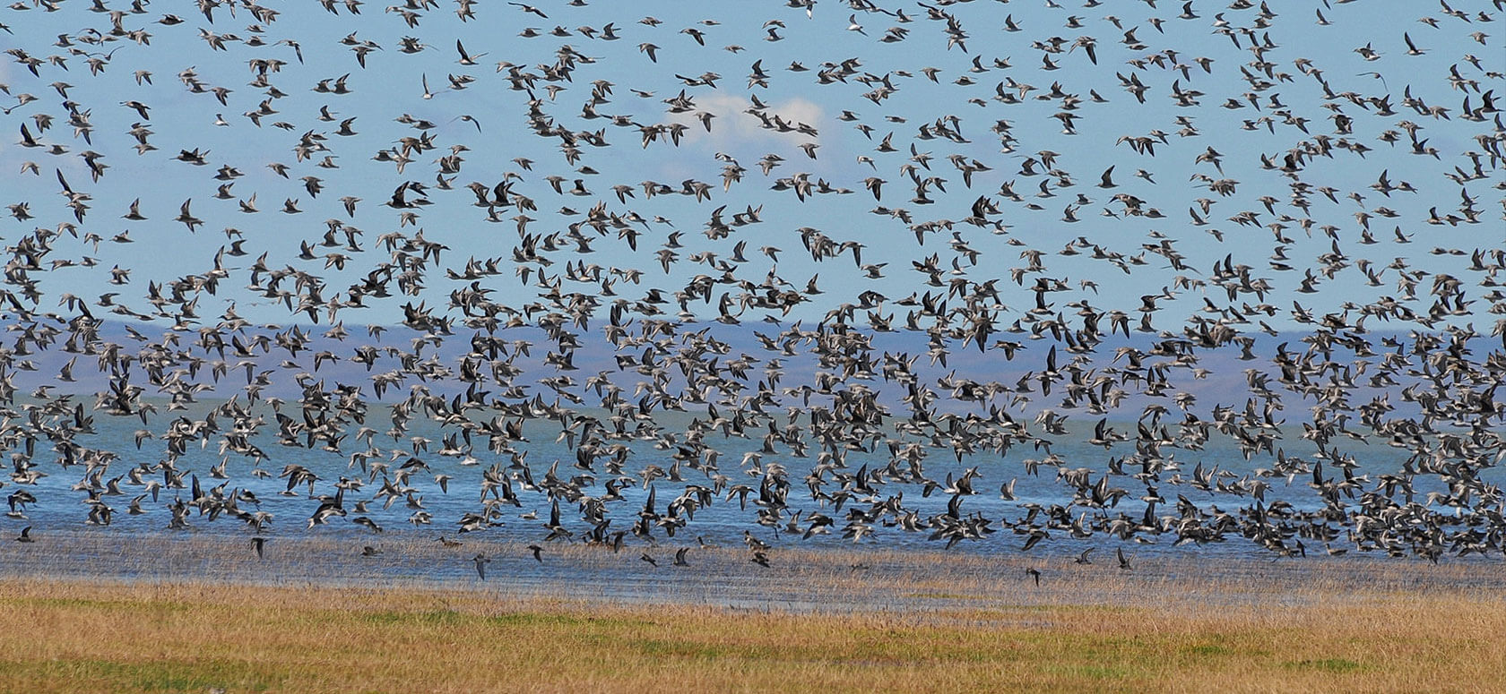 Dinosaur and Modern Birds in Gobi Desert, Chile’s Migrant Birds, and Migrant Birds in Asia | WBW S2 EP06 2 planchile featuredimage