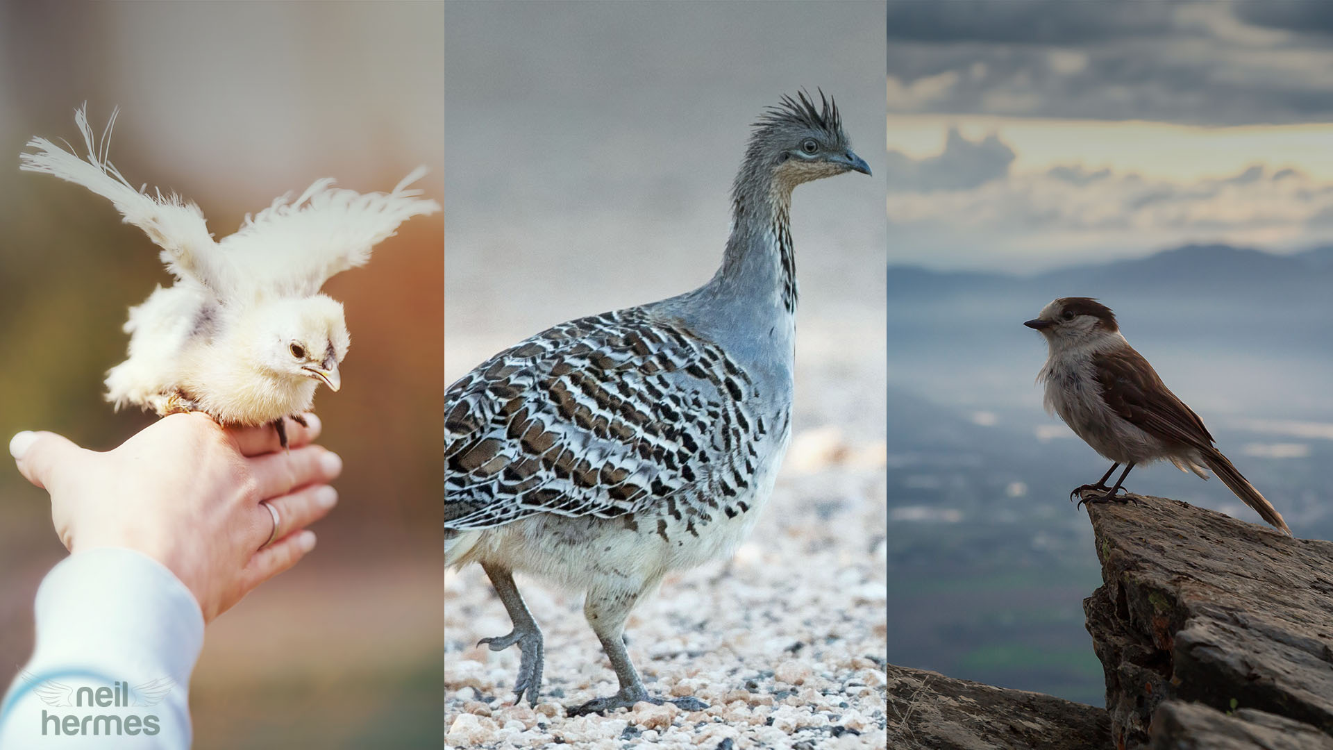 Neil Hermes Weekly Bird Wrap S2 E9 Blog Featured Image