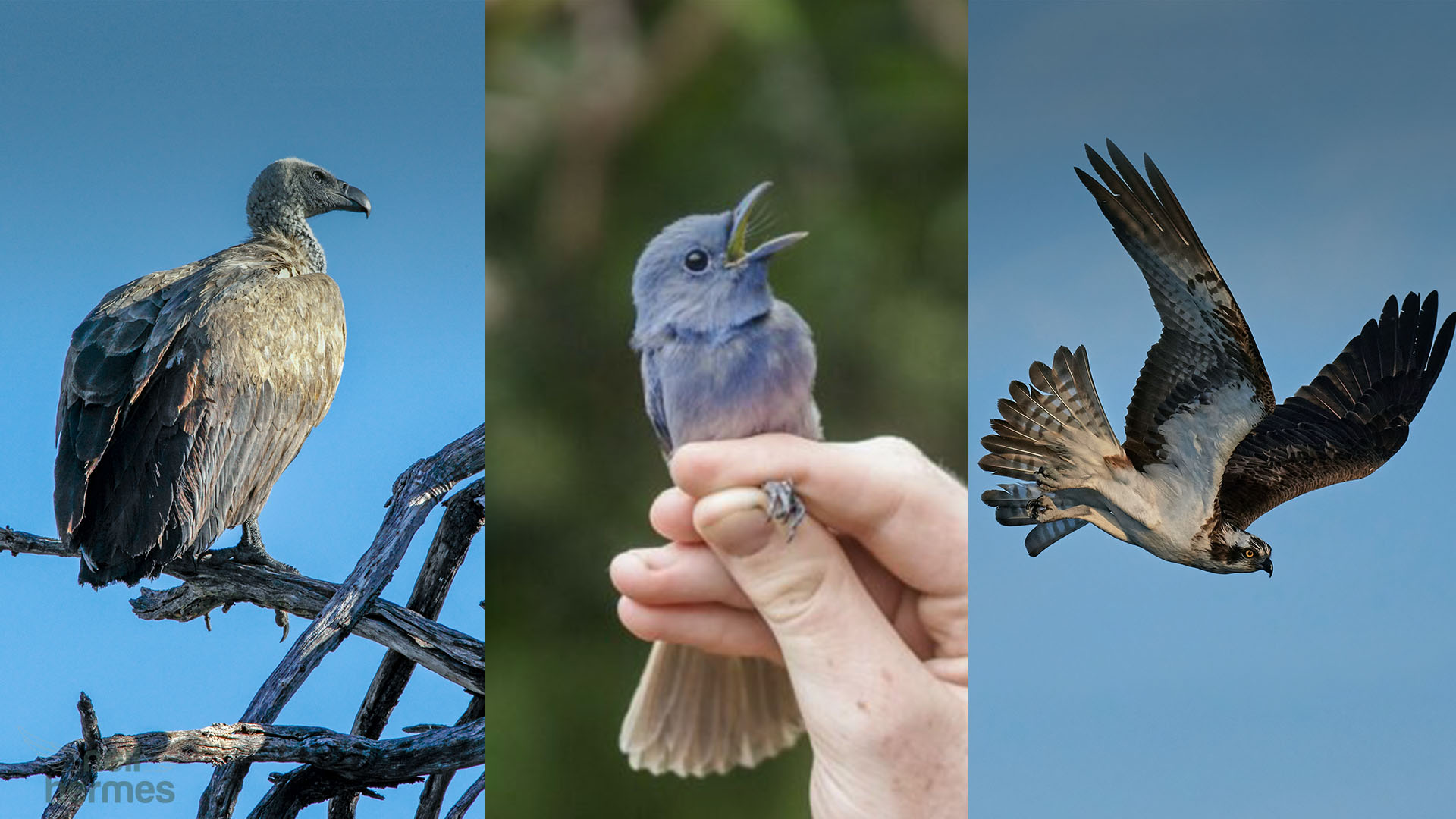 Neil Hermes Weekly Bird Wrap S2 E11 Blog Featured Image