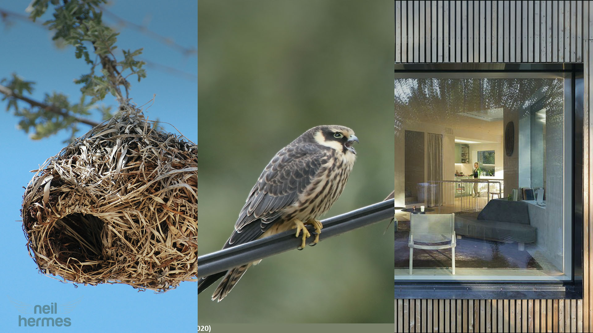 Birds Protecting their Eggs from Snakes, Hubert the Falcon, and Birds Hitting Windows | WBW S2 E12