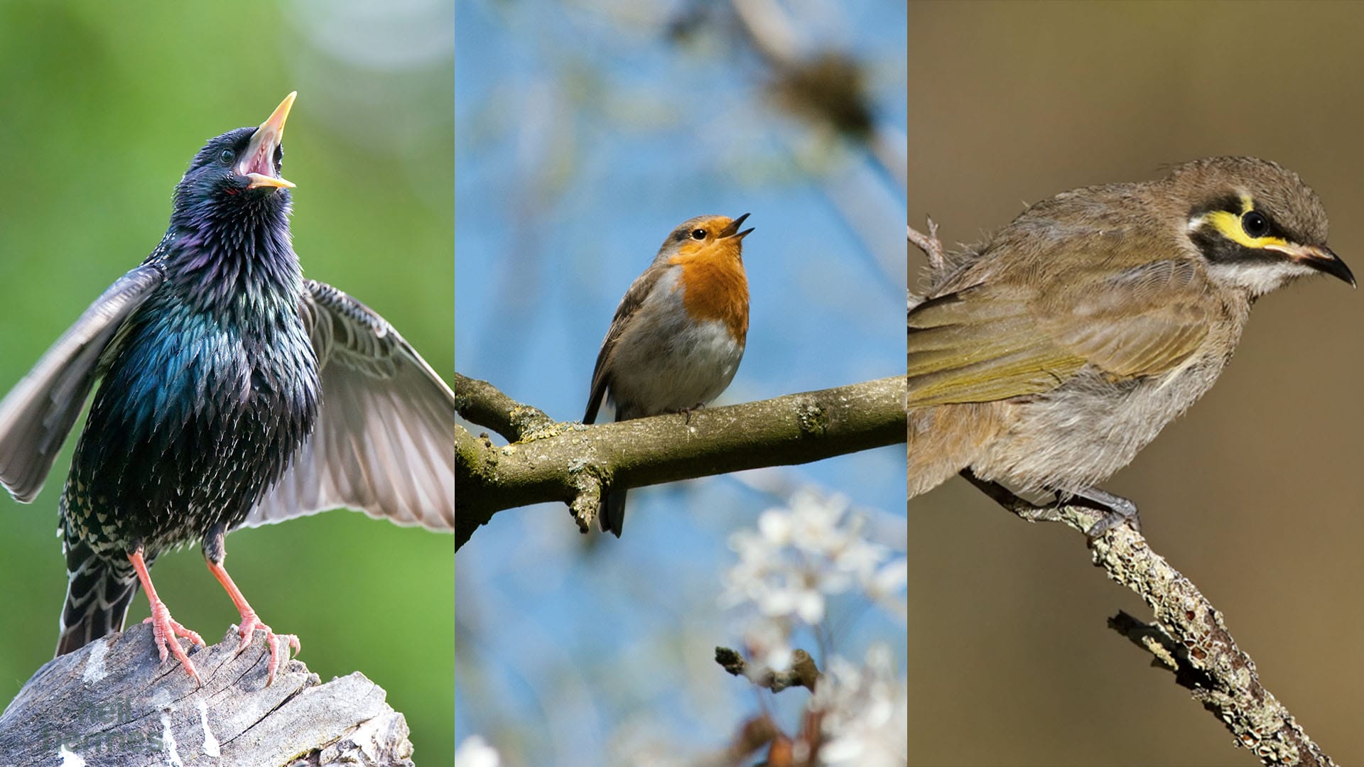 Neil Hermes Weekly Bird Wrap S2 E14 Blog Featured Image
