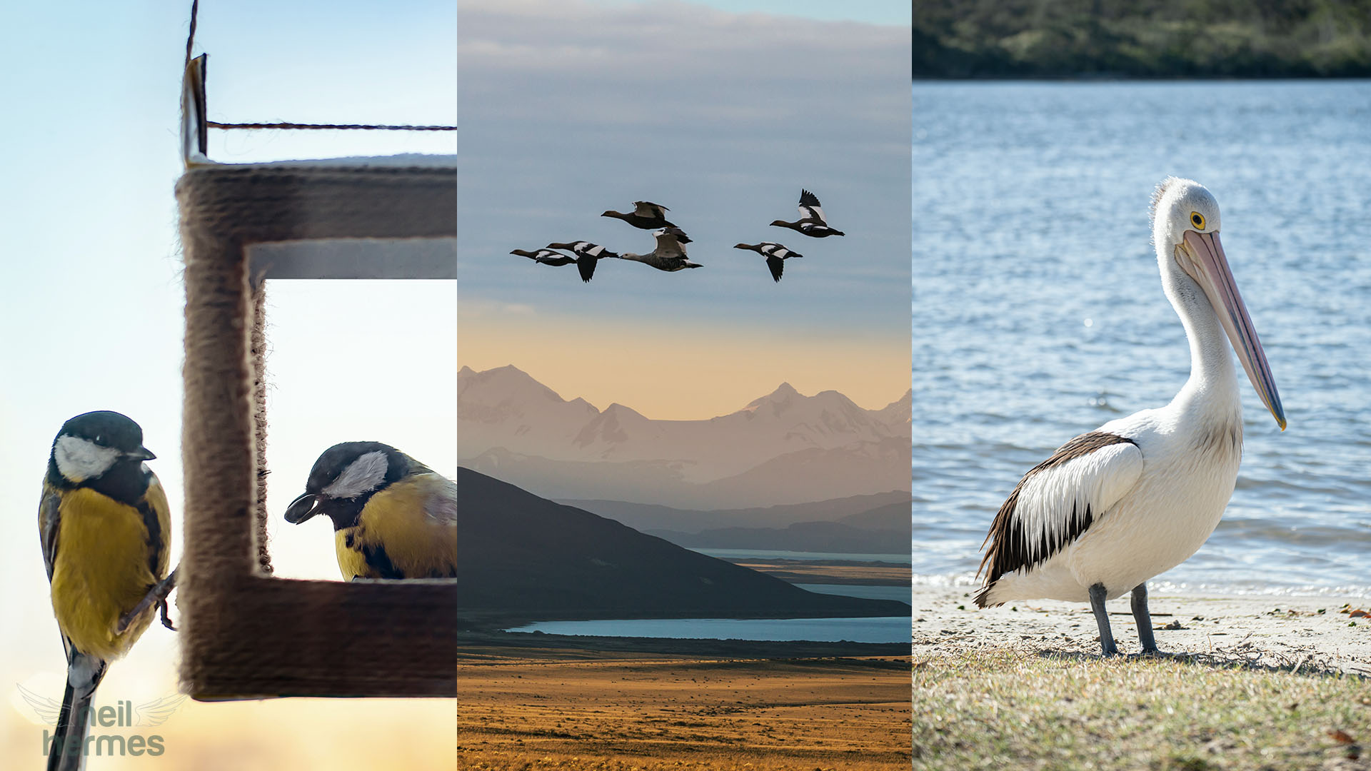Neil Hermes Weekly Bird Wrap S2 E18 Blog Featured Image