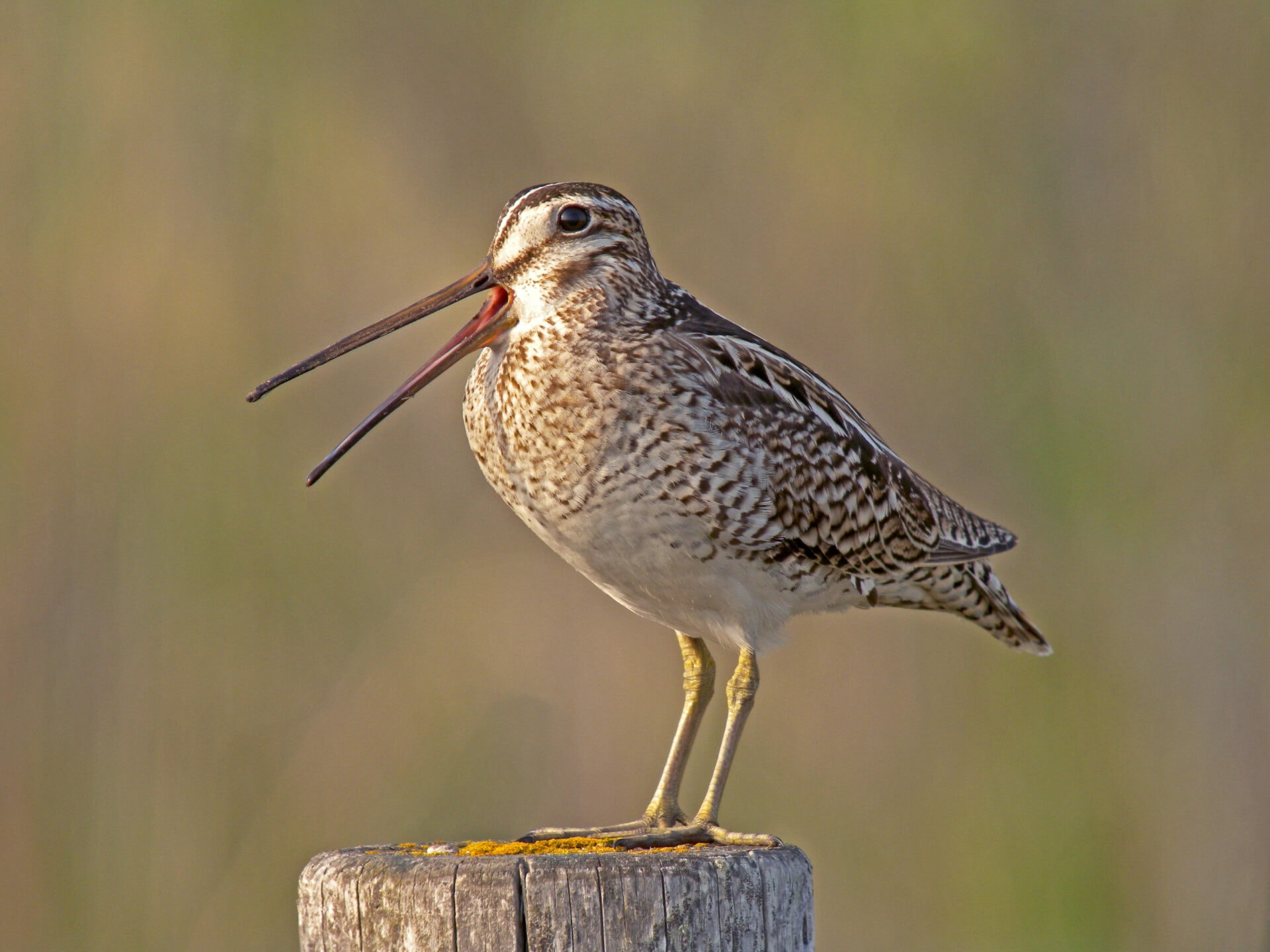Wedge-tailed Eagles in Tasmania, Moulting in Birds, and Where are the Latham Snipes Now | WBW S2 E19 1 Lathams Snipe scaled