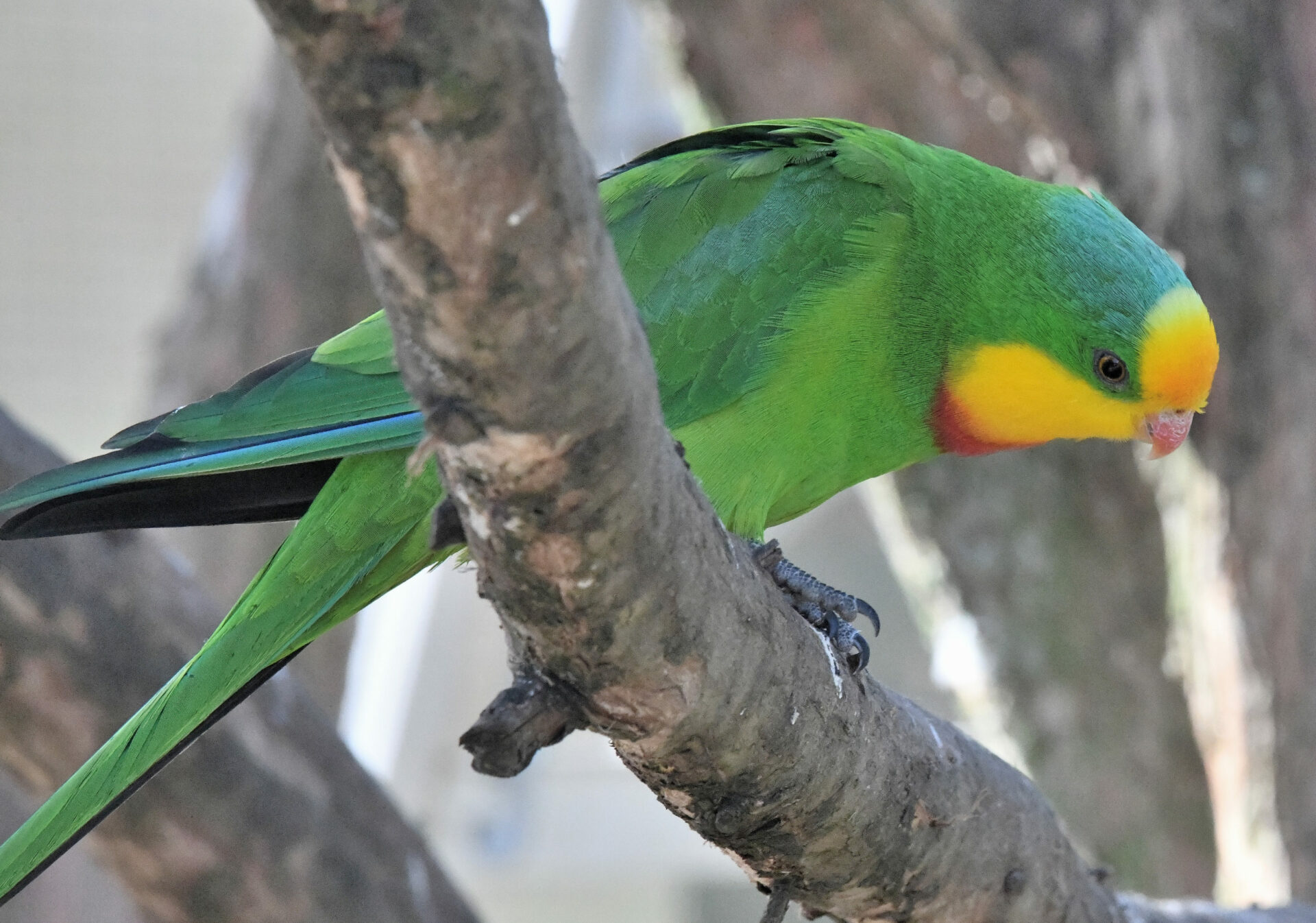 Private Safari 1 Birds of Canberra Australia